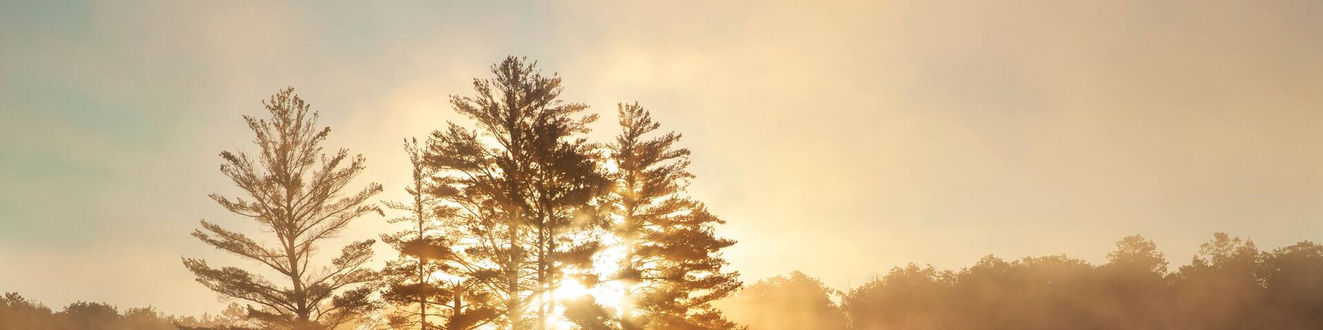 A serene lake with trees reflecting the sunlight, surrounded by mist.