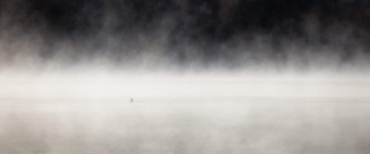 Fog over lake with a loon on the foreground. Lax Lake, Minnesota, USA.