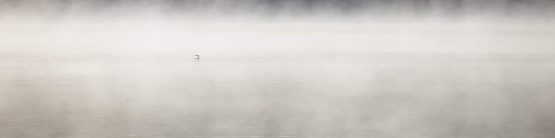 A foggy forest with a calm lake.