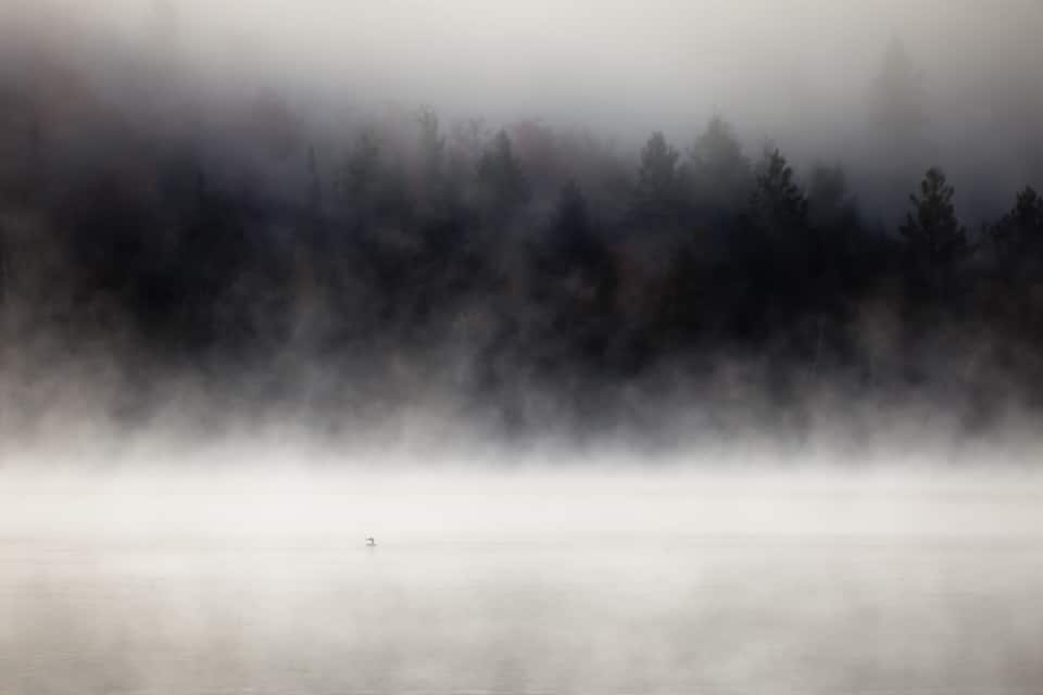 Un bosque brumoso con un lago tranquilo.