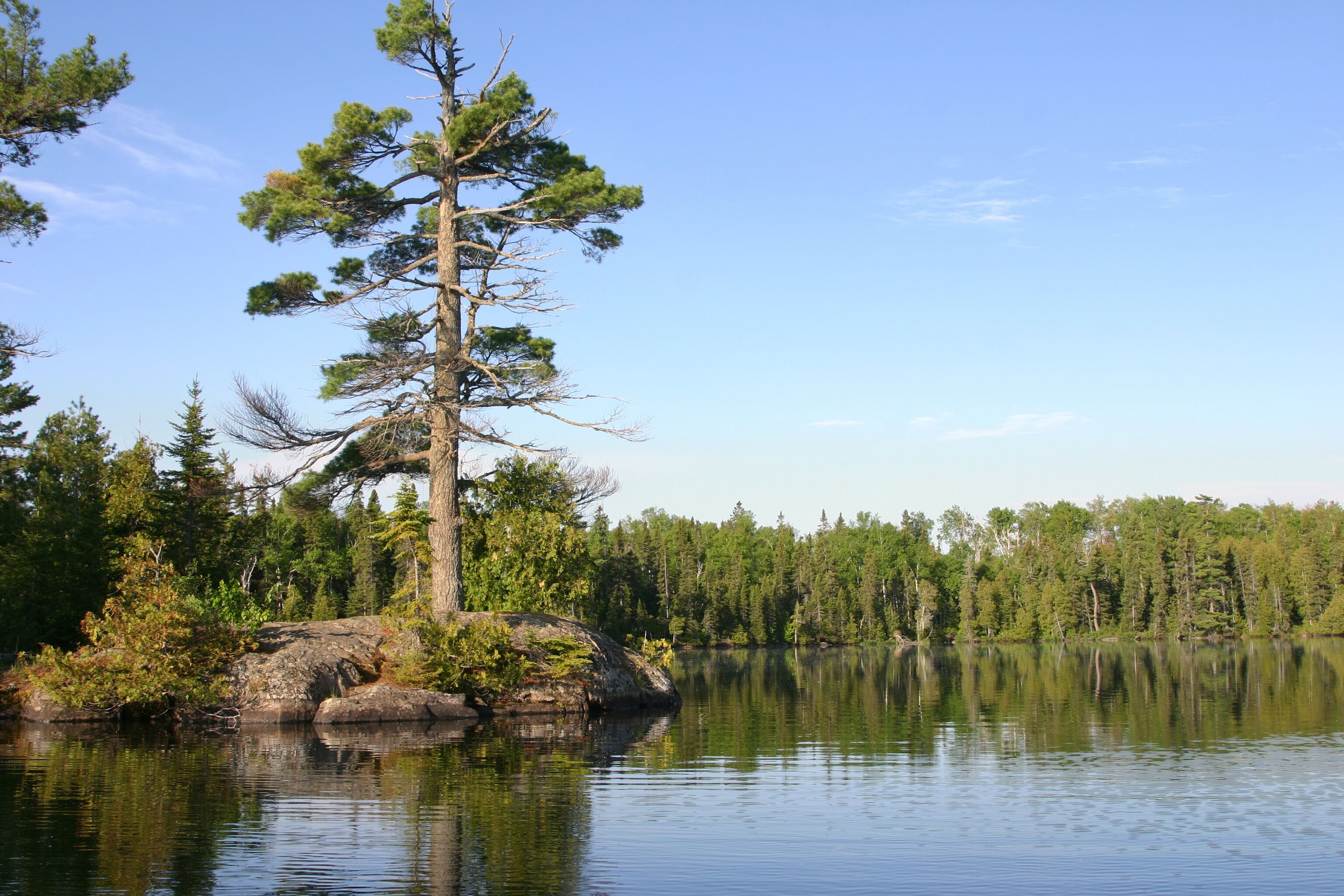Small island with big pine on calm Minnesota lake