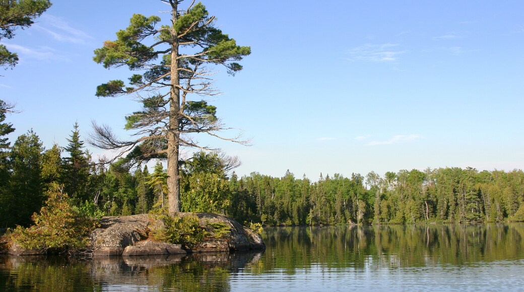 Small island with big pine on calm Minnesota lake
