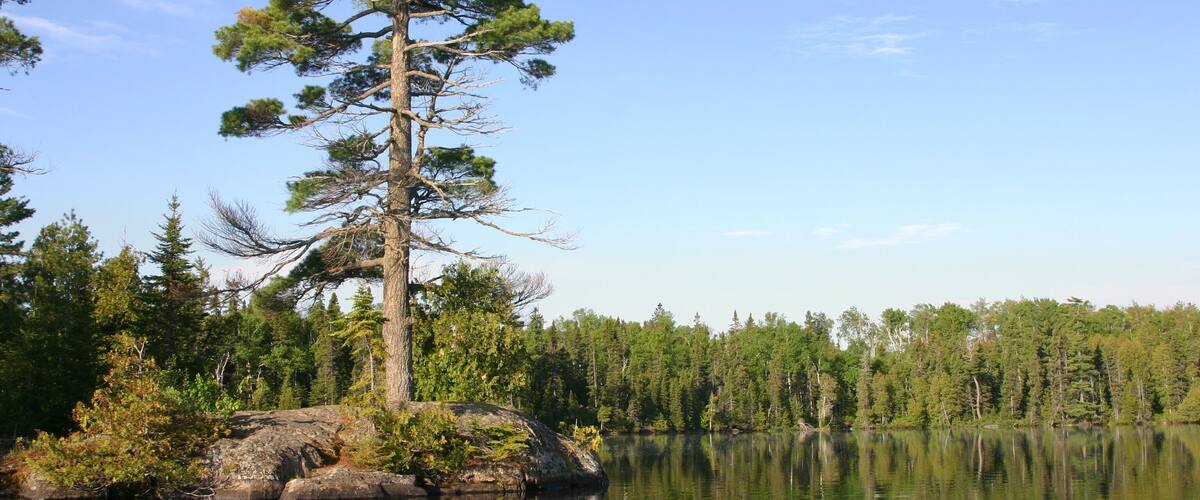 Small island with big pine on calm Minnesota lake