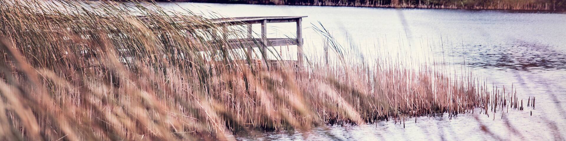 Un muelle de madera se adentra en un lago tranquilo bordeado de altas hierbas y árboles.