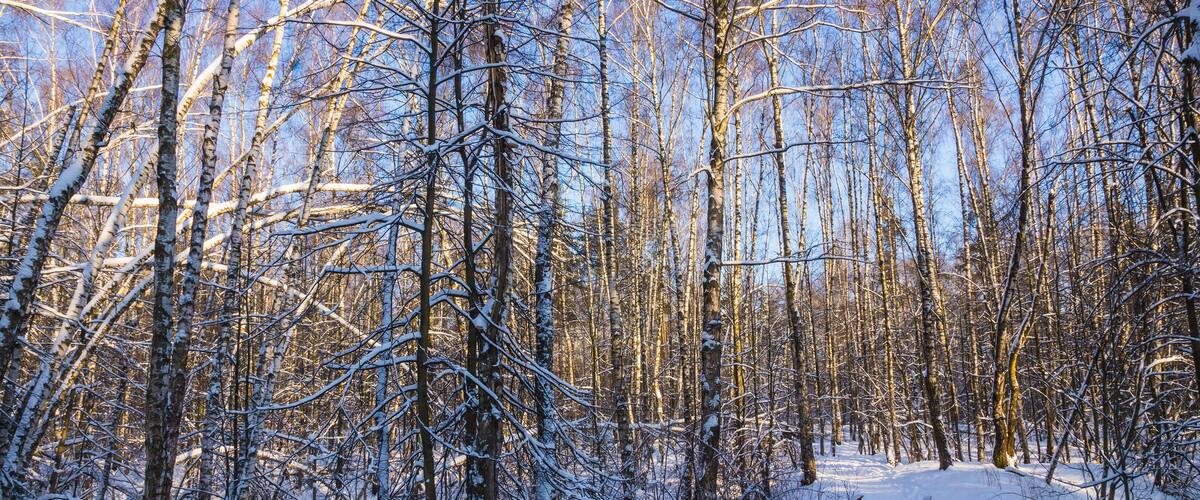 bridge in winter forest