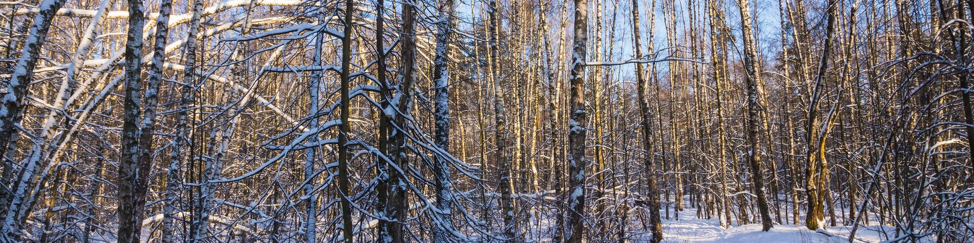 Une forêt enneigée, avec des arbres sans feuilles et un sentier en bois.