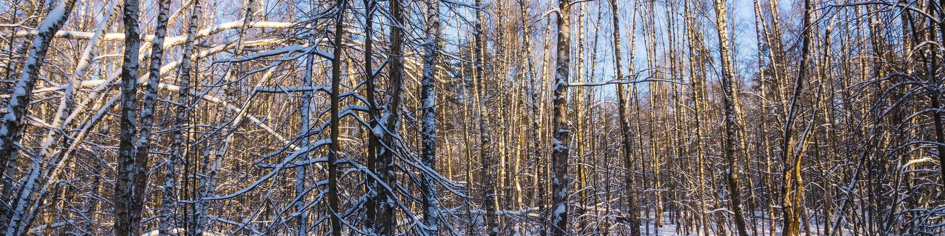 bridge in winter forest