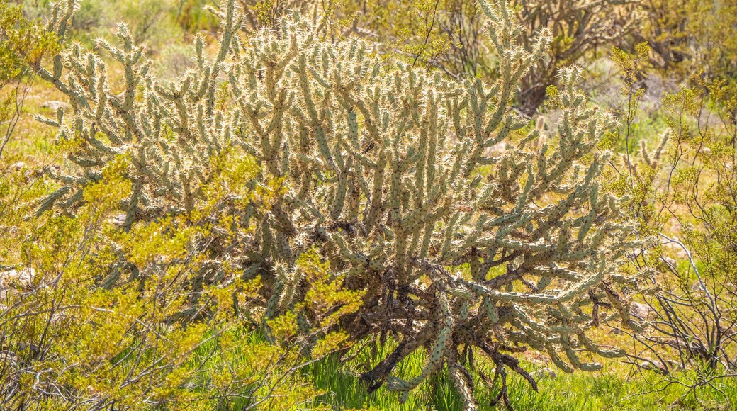 Vegetation in the desert of Utah - travel photography