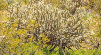 Vegetation in the desert of Utah - travel photography