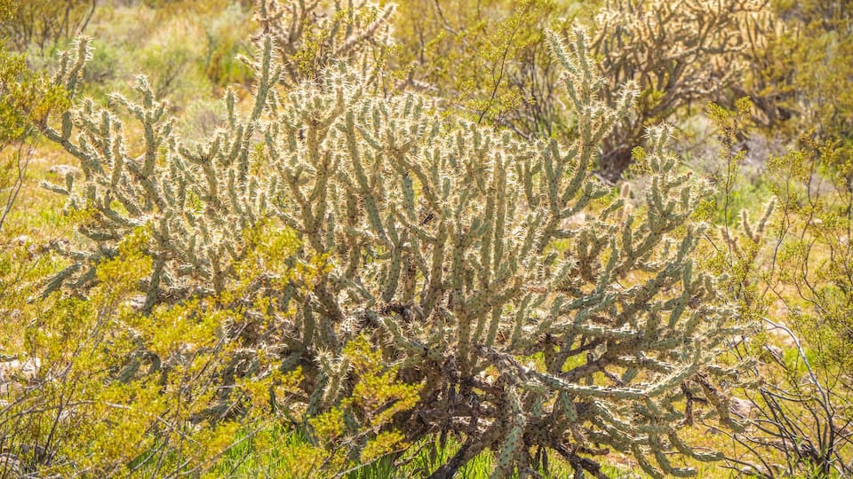 Vegetation in the desert of Utah - travel photography