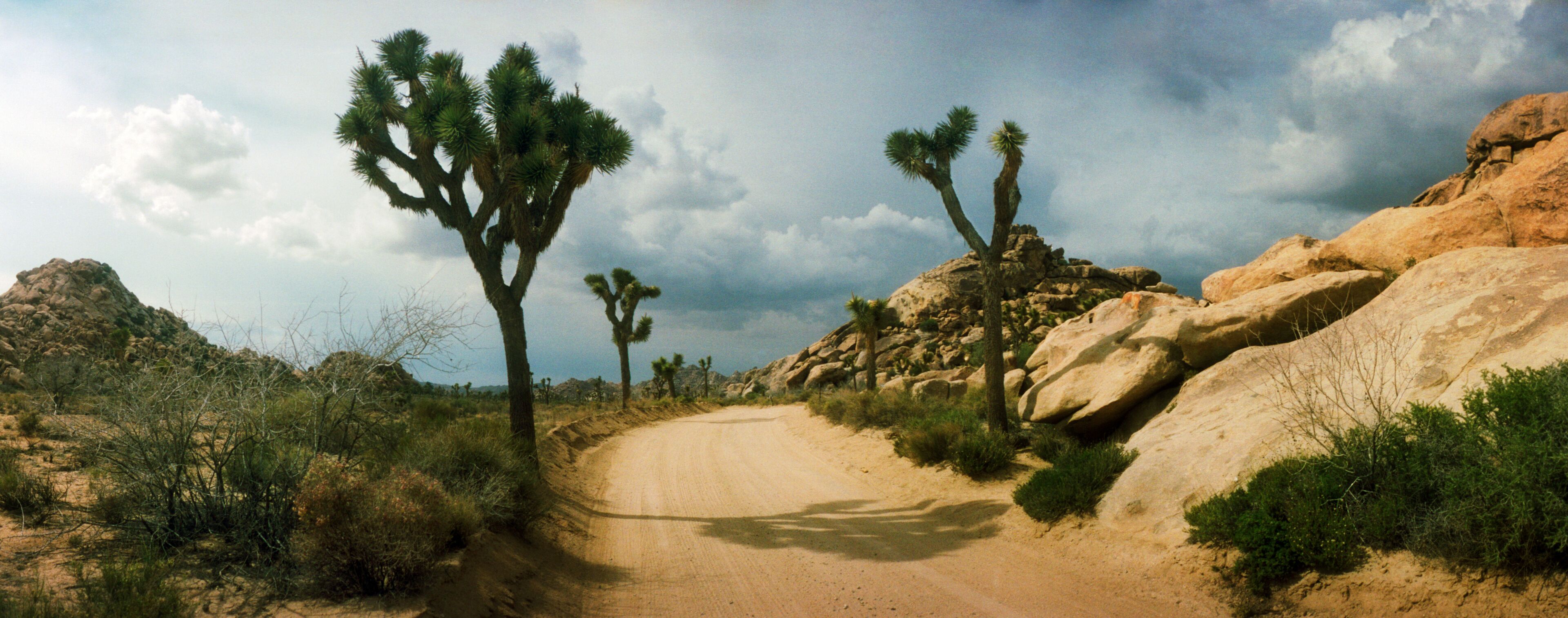 Panoramic view of dirt road passing through Joshua Tree National Park, San Bernardino County, California, USA.