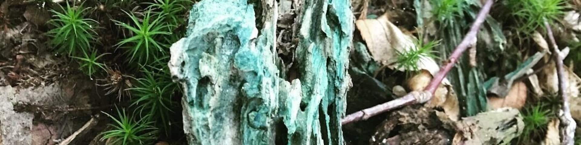 📍Old Packhorse Bridge, Carrbridge
The centre piece of Carrbridge, this is a famous landmark recognised by many of people, it is a hotspot for the locals to go swimming and even jumping off the bridge on a warm day.
The old packhorse bridge in Carrbridge in the Cairngorms National Park is the oldest stone bridge in the Highlands.
At the beginning of the eighteenth century, to the inconvenience of both travellers and local people, there was no point at which the River Dulnain could be crossed when it was in spate, and burials at the Church of Duthil were often delayed.
Brigadier-General Alexander Grant of Grant, Clan Chief, commissioned John Niccelsone, a mason from Ballindaloch, to build a bridge at Lynne of Dalrachney. Built between May and November 1717, the bridge was paid for out of stipends of the Parish of Duthill.
Its parapets and side walls were badly damaged in the 18th century and again in the famous flood of August 1829, giving the appearance it still has today.
#hometown