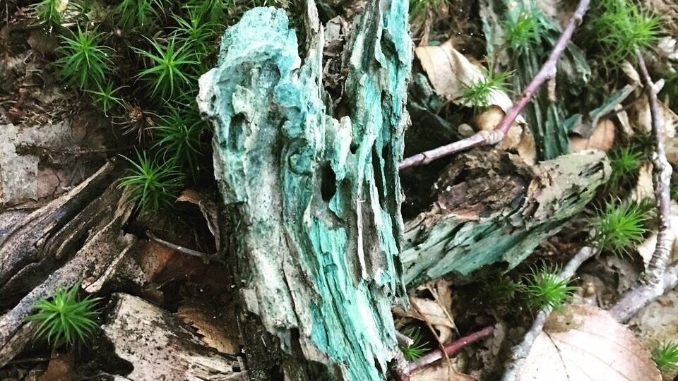 📍Old Packhorse Bridge, Carrbridge
The centre piece of Carrbridge, this is a famous landmark recognised by many of people, it is a hotspot for the locals to go swimming and even jumping off the bridge on a warm day.
The old packhorse bridge in Carrbridge in the Cairngorms National Park is the oldest stone bridge in the Highlands.
At the beginning of the eighteenth century, to the inconvenience of both travellers and local people, there was no point at which the River Dulnain could be crossed when it was in spate, and burials at the Church of Duthil were often delayed.
Brigadier-General Alexander Grant of Grant, Clan Chief, commissioned John Niccelsone, a mason from Ballindaloch, to build a bridge at Lynne of Dalrachney. Built between May and November 1717, the bridge was paid for out of stipends of the Parish of Duthill.
Its parapets and side walls were badly damaged in the 18th century and again in the famous flood of August 1829, giving the appearance it still has today.
#hometown
