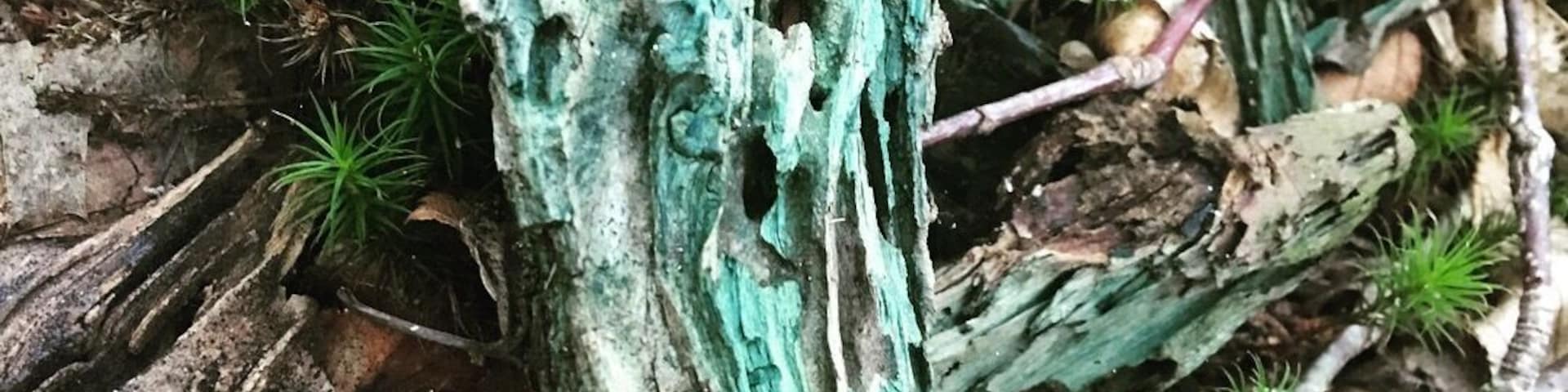 ๐Old Packhorse Bridge, Carrbridge
The centre piece of Carrbridge, this is a famous landmark recognised by many of people, it is a hotspot for the locals to go swimming and even jumping off the bridge on a warm day.
The old packhorse bridge in Carrbridge in the Cairngorms National Park is the oldest stone bridge in the Highlands.
At the beginning of the eighteenth century, to the inconvenience of both travellers and local people, there was no point at which the River Dulnain could be crossed when it was in spate, and burials at the Church of Duthil were often delayed.
Brigadier-General Alexander Grant of Grant, Clan Chief, commissioned John Niccelsone, a mason from Ballindaloch, to build a bridge at Lynne of Dalrachney. Built between May and November 1717, the bridge was paid for out of stipends of the Parish of Duthill.
Its parapets and side walls were badly damaged in the 18th century and again in the famous flood of August 1829, giving the appearance it still has today.
#hometown