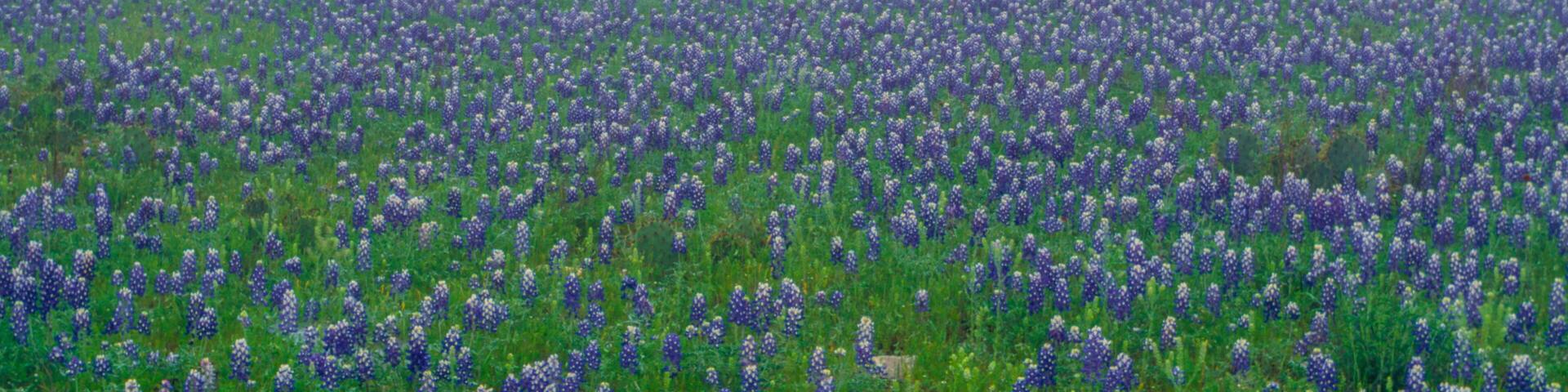 Bluebonnets In The Fog
