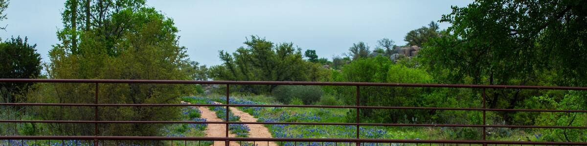 Gated Road Full of Bluebonnets Near Willow City Loop in Texas Hill Country
