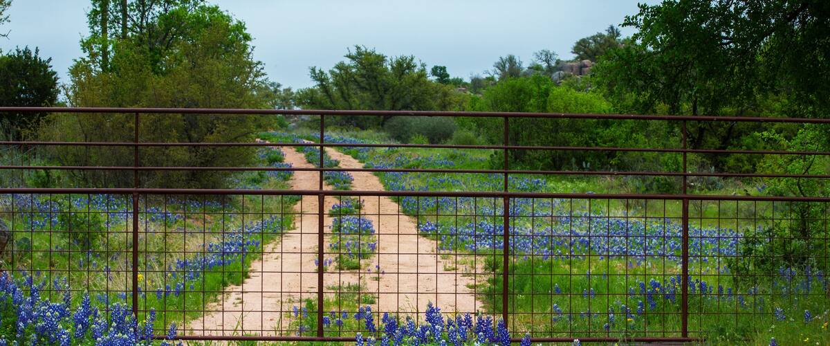 Gated Road Full of Bluebonnets Near Willow City Loop in Texas Hill Country
