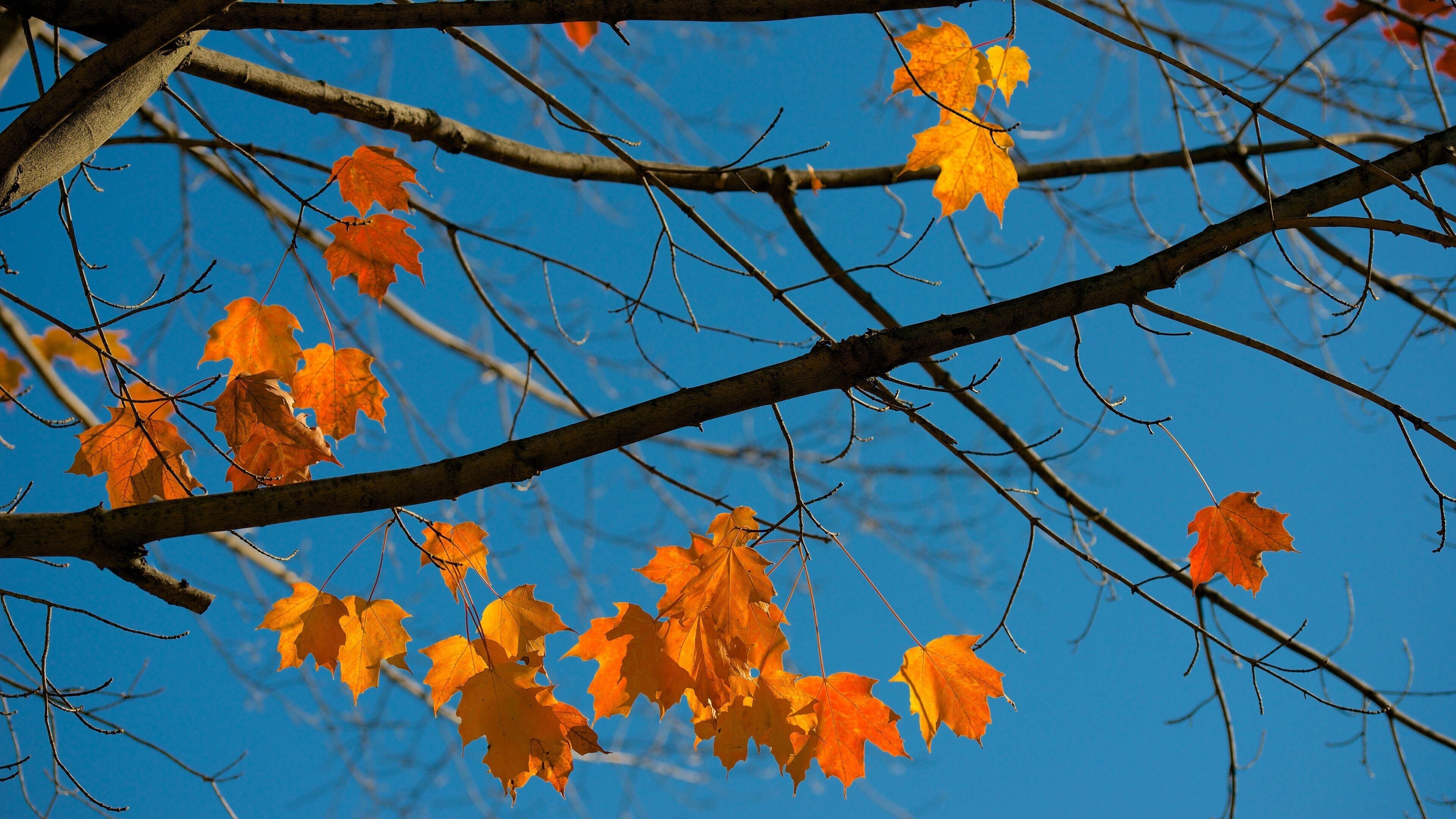 Conway que incluye hojas de otoño