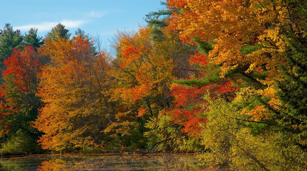 Conway mostrando un parque, los colores del otoño y un río o arroyo