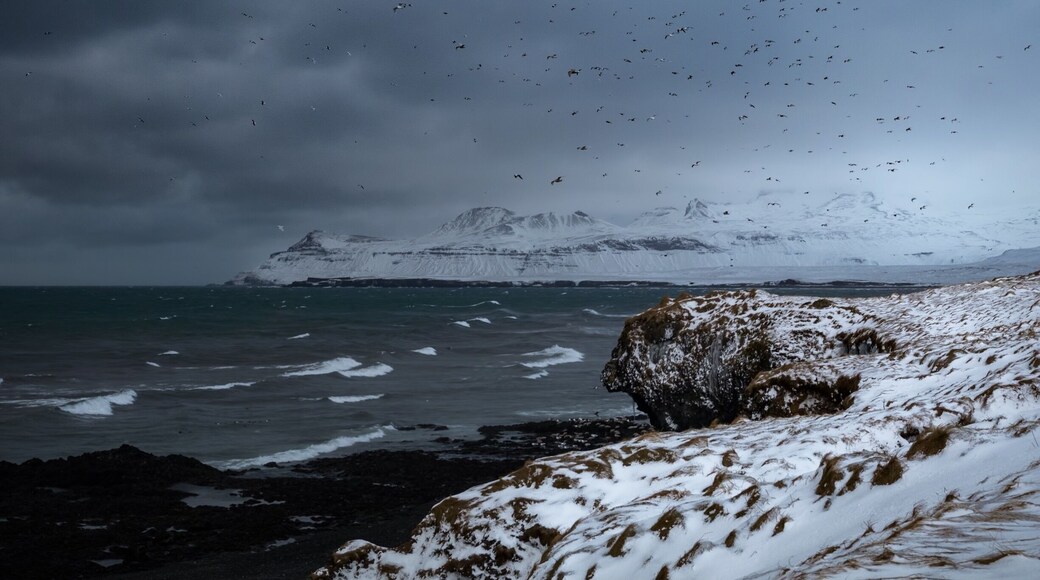 Birds fighting the wing and storms just outside Olafsvik