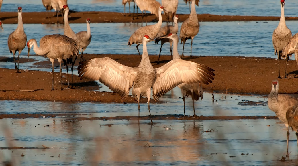Sandhill crane on Platte River at sunrise; near Kearney, Nebraska