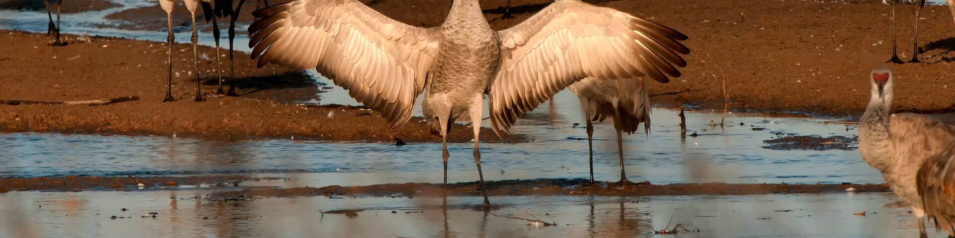 Sandhill crane on Platte River at sunrise; near Kearney, Nebraska