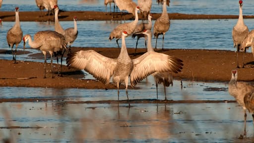 Sandhill crane on Platte River at sunrise; near Kearney, Nebraska