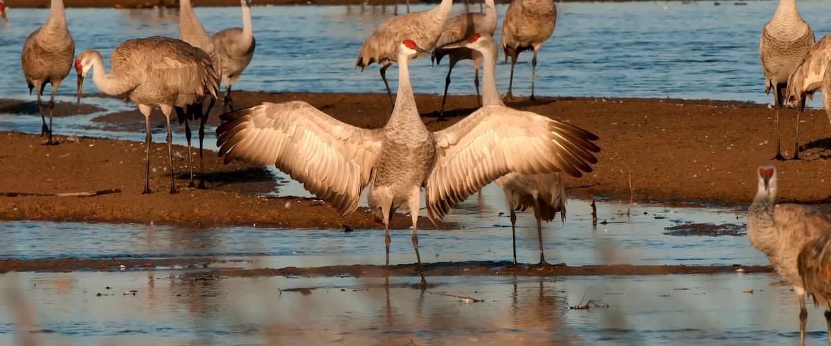 A group of birds standing in shallow water.