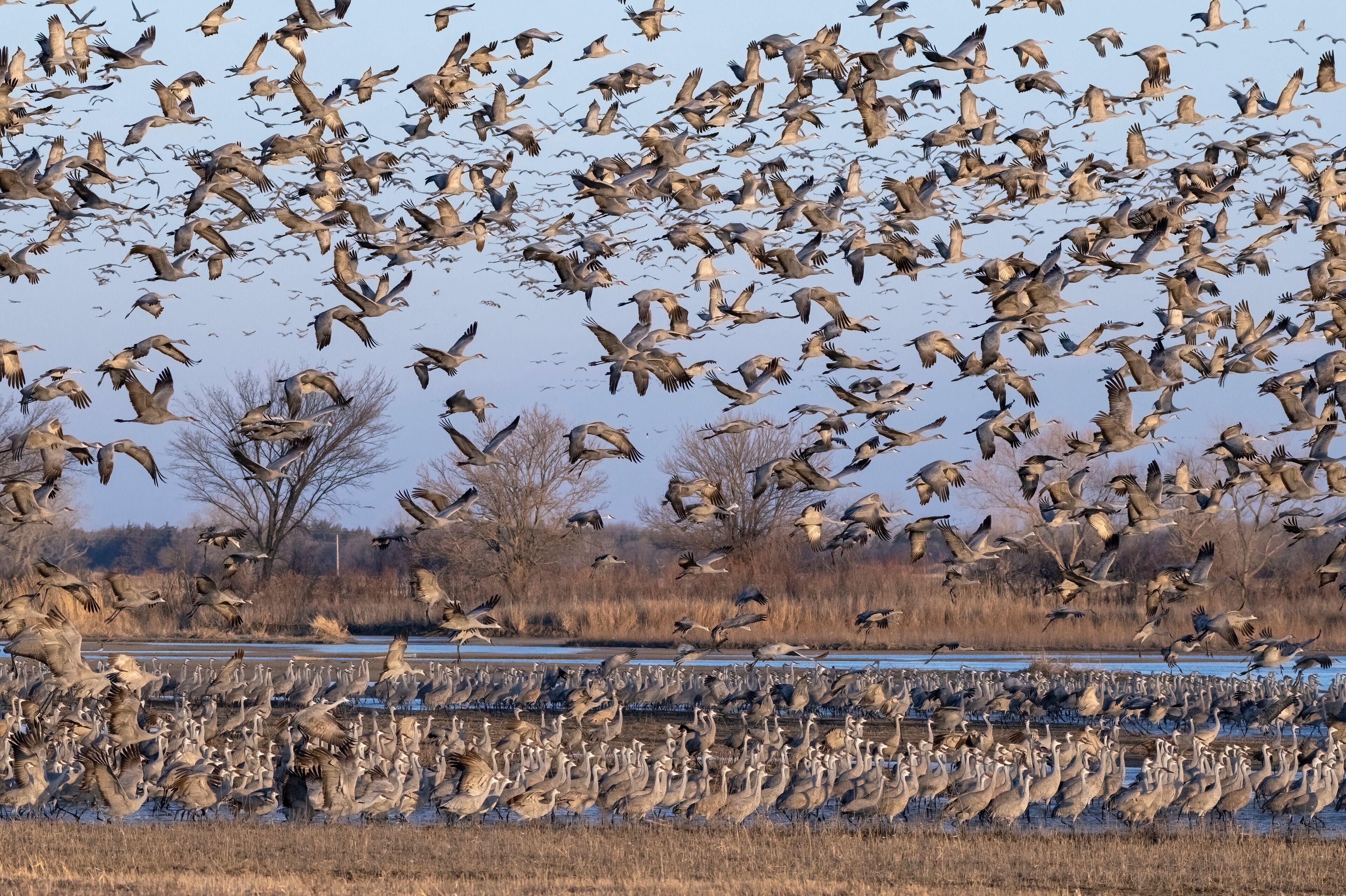Sandhill cranes flying in Nebraska during spring migration.