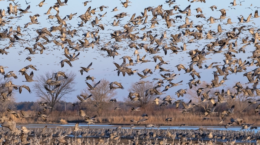 Sandhill cranes flying in Nebraska during spring migration.