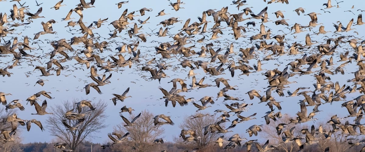 Sandhill cranes flying in Nebraska during spring migration.