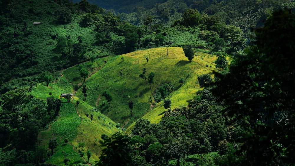Scenic view of Jhum cultivation on the green hills of Bandarban, Bangladesh. Lush Green Mountain Landscape with Cultivated Slopes. Vibrant Green Terraced Hills and Forested Mountains Landscape
