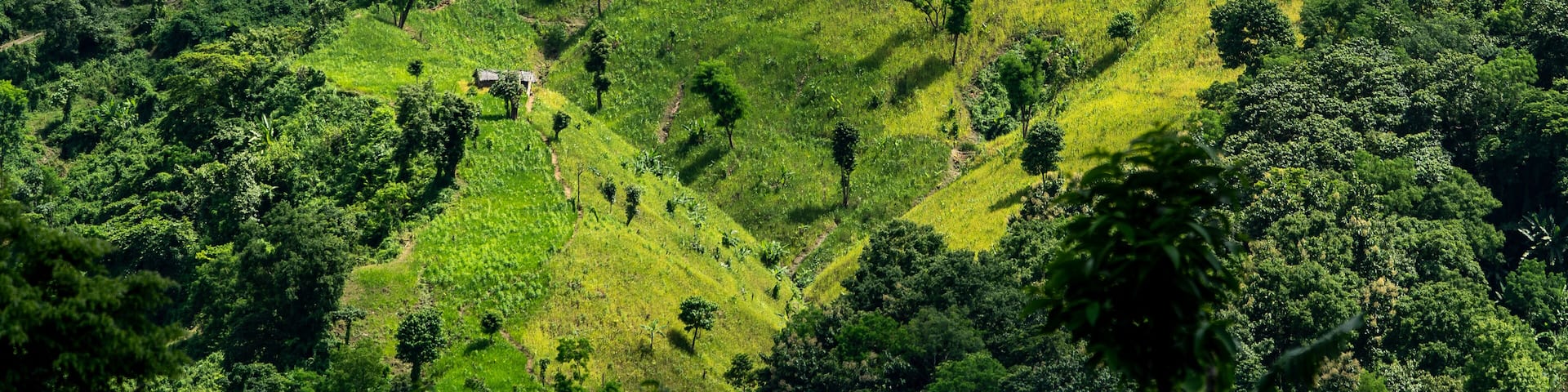 Scenic view of Jhum cultivation on the green hills of Bandarban, Bangladesh. Lush Green Mountain Landscape with Cultivated Slopes. Vibrant Green Terraced Hills and Forested Mountains Landscape