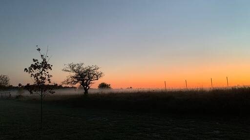 A sunset over a grassy field with two prominent trees silhouetted against the sky.
