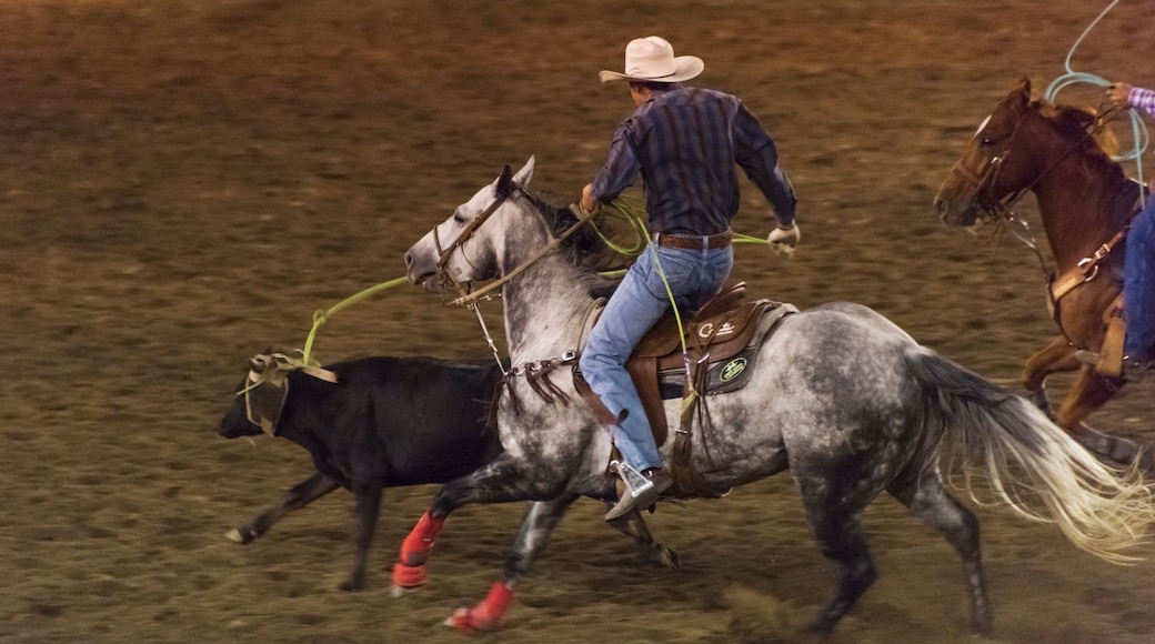 Team Roping at Omak Stampede, Washington State, USA