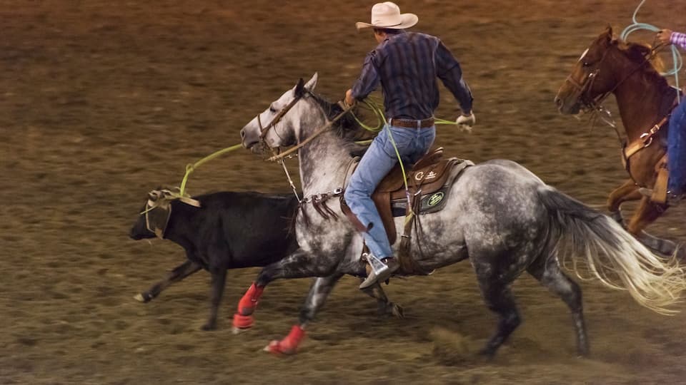 A cowboy on horseback with a lasso, a black cow, and a brown horse.