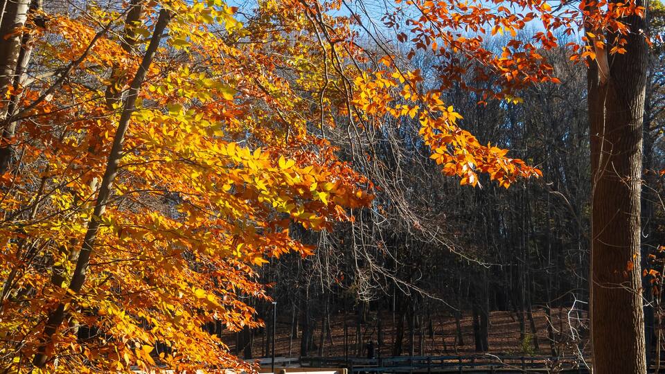 A wooden boardwalk through a forest with autumn-colored leaves.
