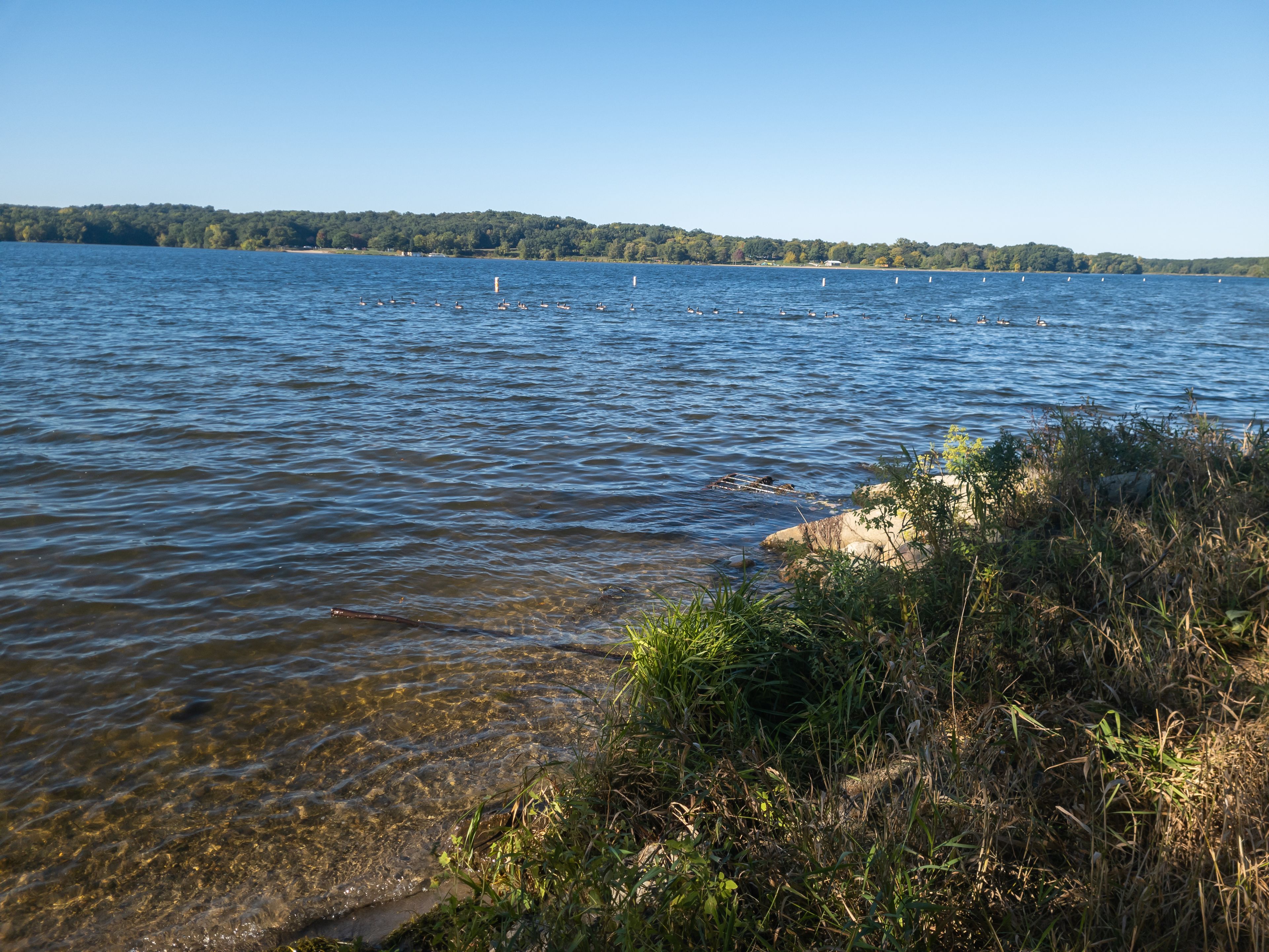 A lake with clear water, surrounded by greenery and a distant forest.
