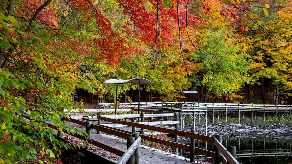 Panoramic view of scenic boardwalk trail in autumn time in Maybury state park in Michigan