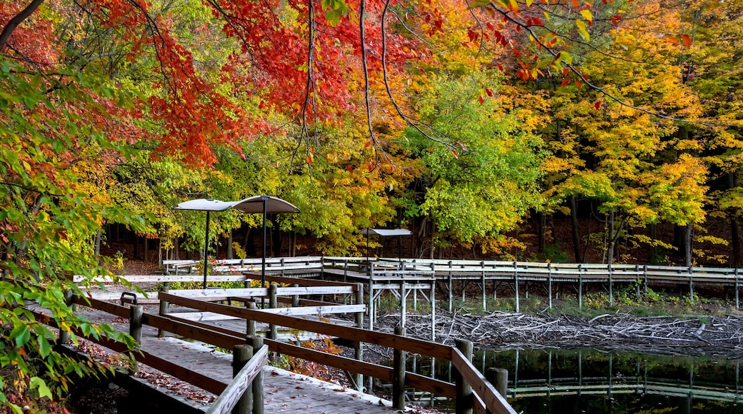 Panoramic view of scenic boardwalk trail in autumn time in Maybury state park in Michigan