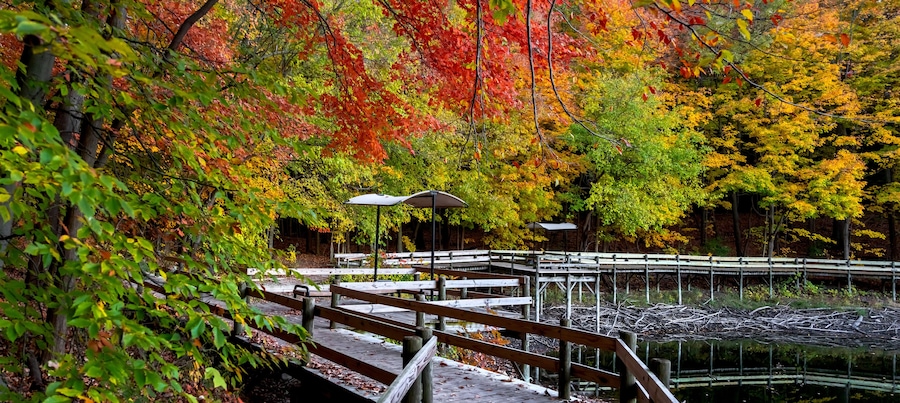 Panoramic view of scenic boardwalk trail in autumn time in Maybury state park in Michigan