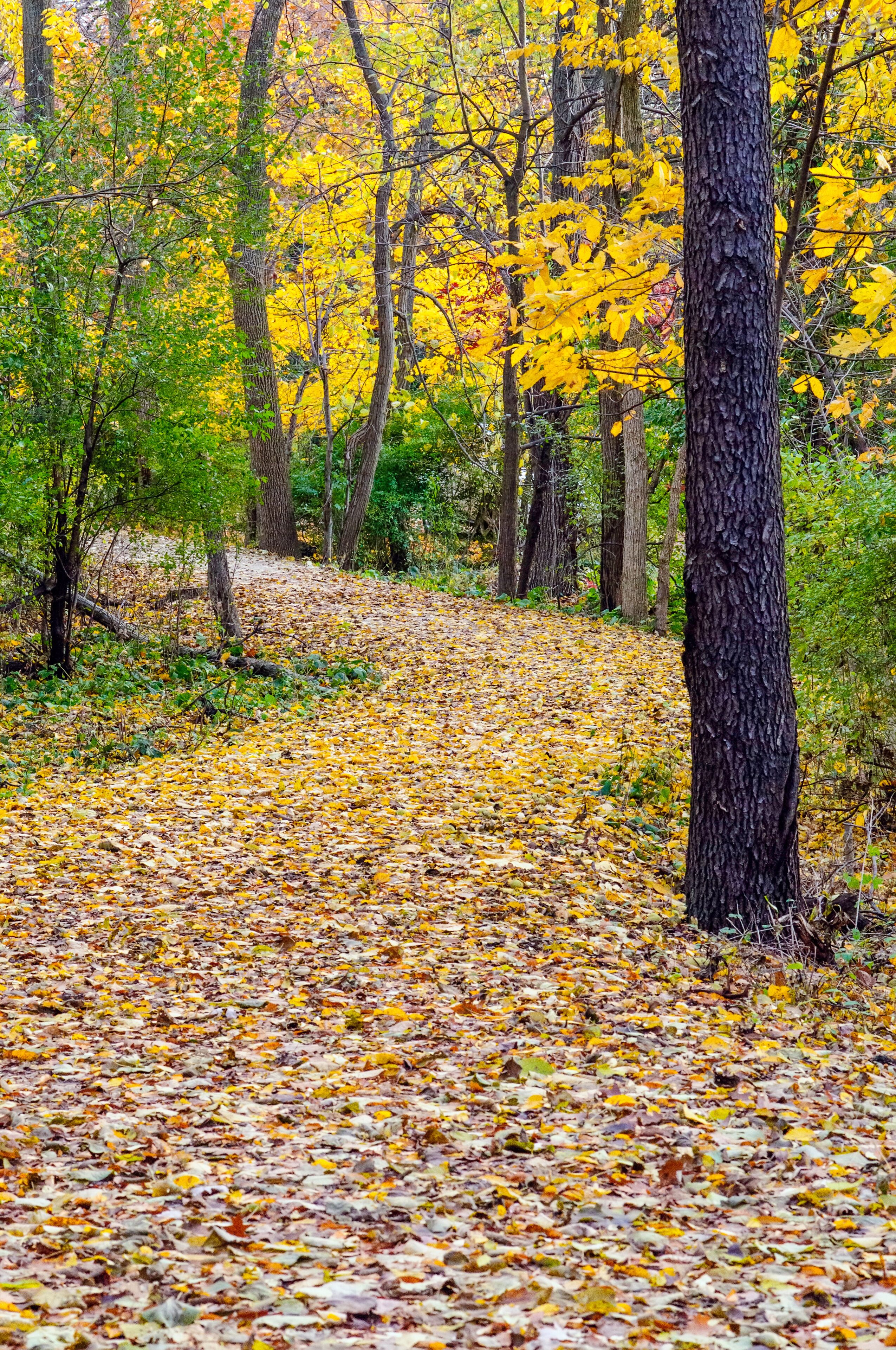 USA, Illinois, DuPage County, Oak Brook, Woodland path in autumn