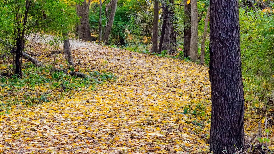 USA, Illinois, DuPage County, Oak Brook, Woodland path in autumn