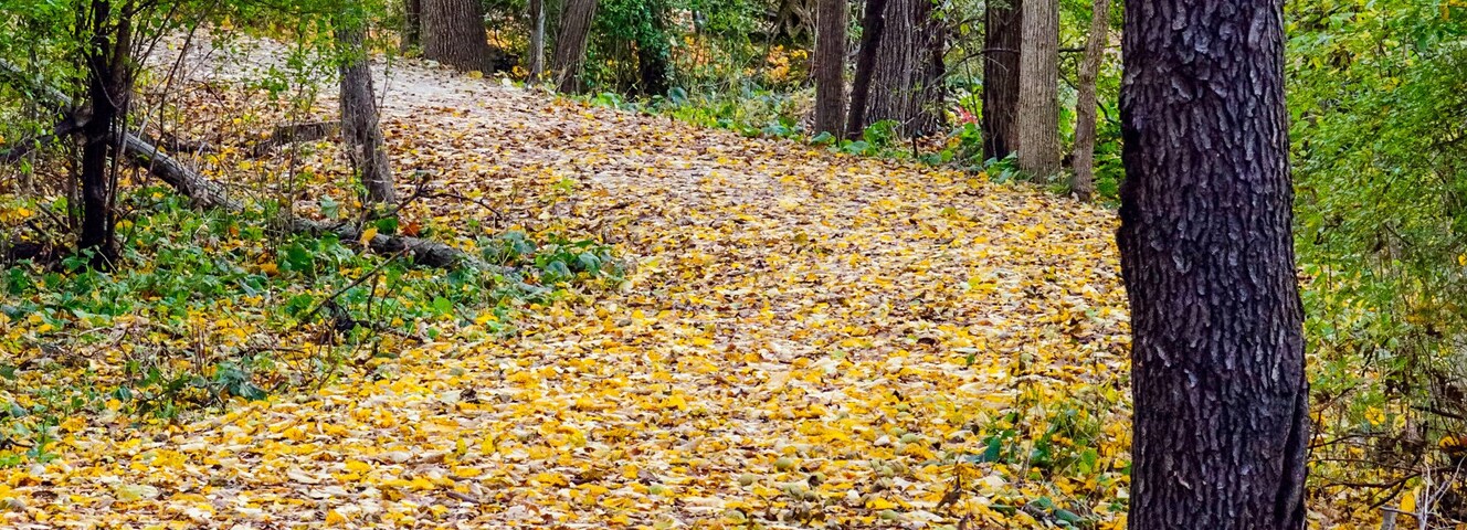 Un sendero en el bosque cubierto de hojas amarillas, rodeado de árboles con follaje verde y amarillo.