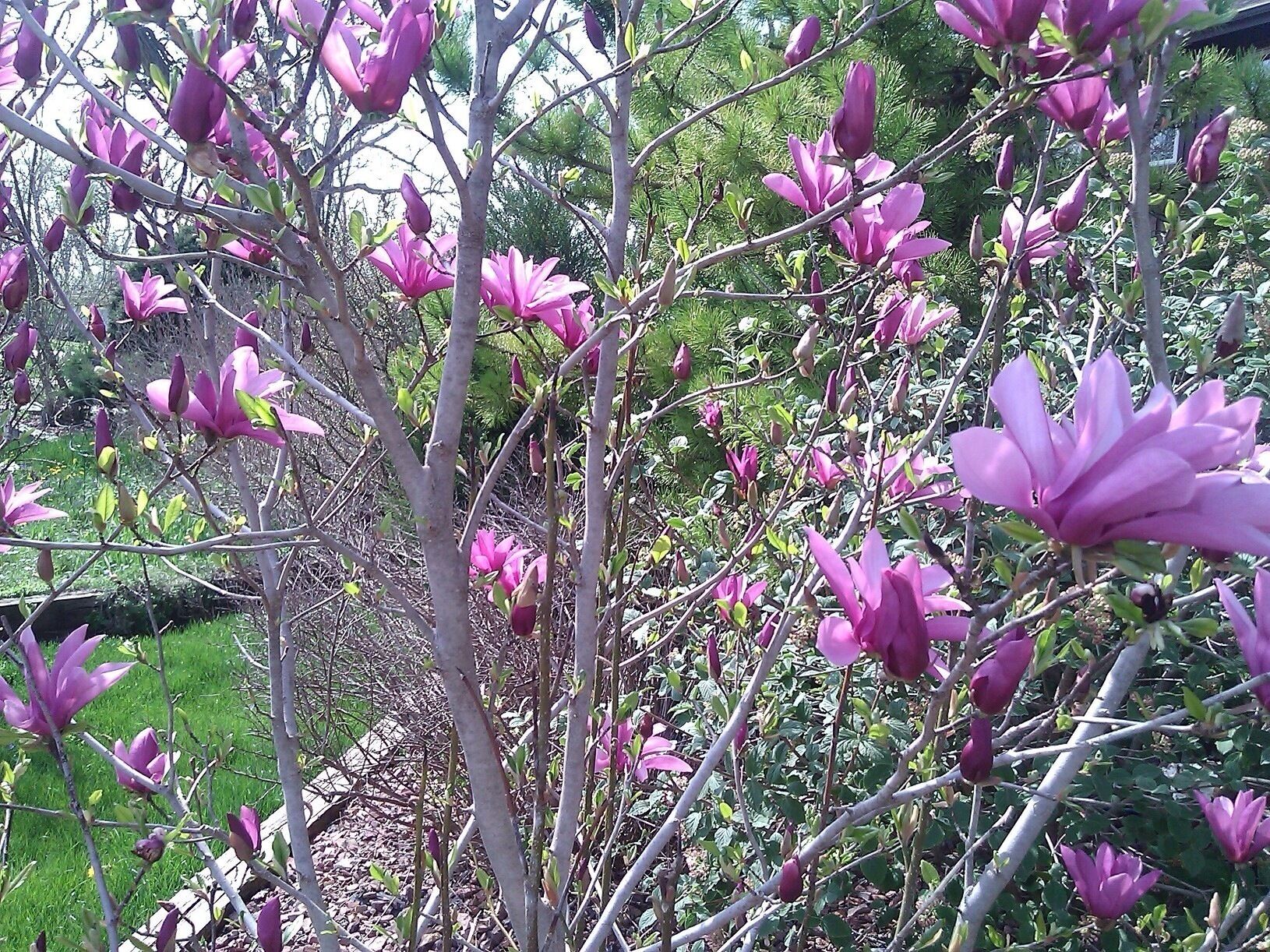 Not sure this is flower or tree or just flower tree, but it looks very beautiful.