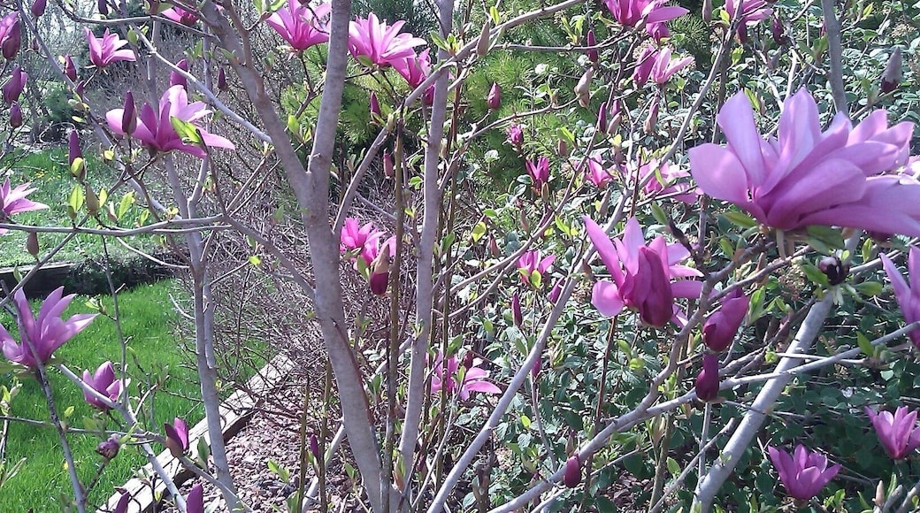 Not sure this is flower or tree or just flower tree, but it looks very beautiful.