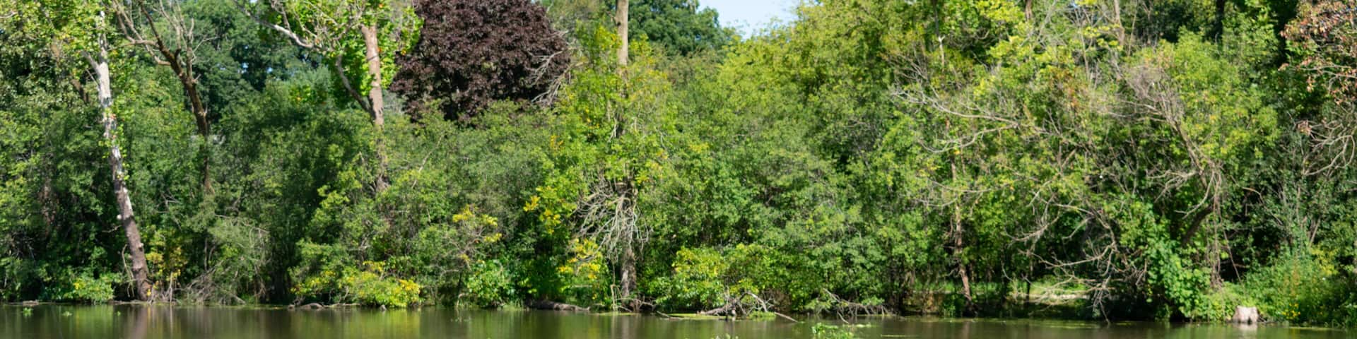 Egret on a Log at Salt Creek in Oak Brook Illinois during the Summer