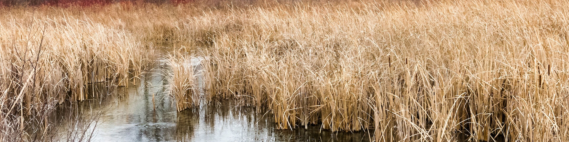 A stream flowing through a marsh in the winter with shrubs, and oak, and hills in the background.