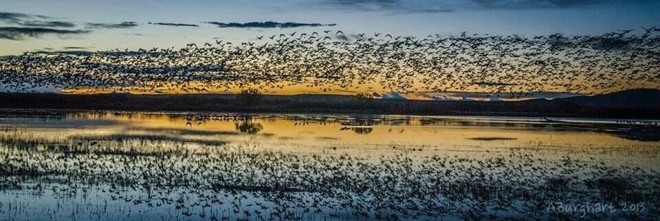 A large flock of birds over a body of water at sunset.