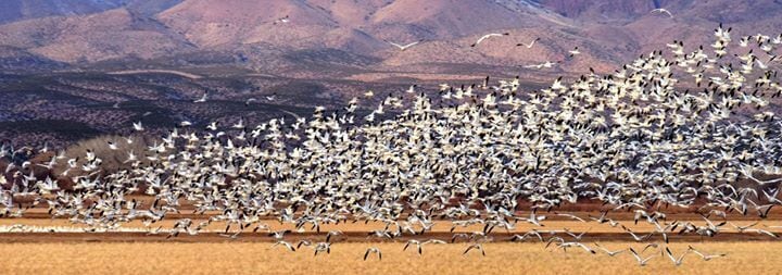 A flock of birds flying over a desert landscape with mountains in the background.